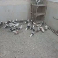 کبوتر پرشی|پرنده|قم, زاد|دیوار