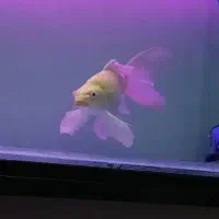 کوی یامابوکی باله بلند اصل