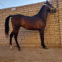 اسب نریان کرد ۴سال سواری دار آینده دار|اسب و تجهیزات اسب‌سواری|رشت, آزادگان|دیوار