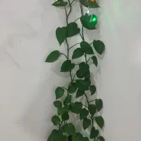 گل پتوس طبیعی|گل و گیاه طبیعی|صباشهر, |دیوار