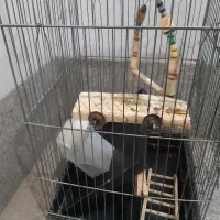 قفس پرنده|لوازم جانبی حیوانات|تهران, کیانشهر|دیوار