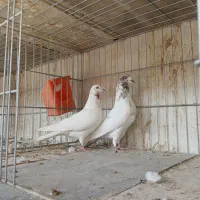 کفتر پرشی کاشان|پرنده|کاشان, طاهرآباد|دیوار