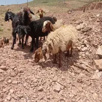 فروش میش با بره داشتی