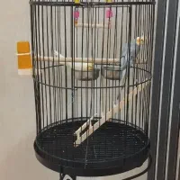 یک جفت عروس هلندی|پرنده|فولادشهر, مسکن مهر فولادشهر|دیوار