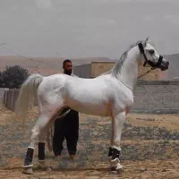 اسب عرب مصری|اسب و تجهیزات اسبسواری|اراک, |دیوار