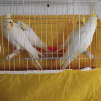 عروس هلندی بادوجوجه