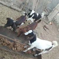 کهرنر دانه یازده