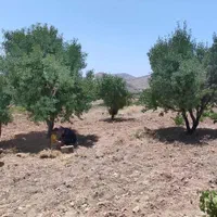 فروش فوری باغ انگوری  ۱۲۶۱ متری در جاده بردج|فروش زمین و ملک کلنگی|شیراز, داریون|دیوار