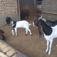 بز پاکستانی|حیوانات مزرعه|مشهد, ده دی|دیوار