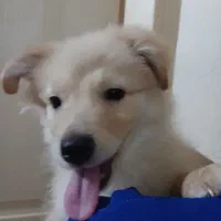 سگ پامر دو ماهه واکسن زده