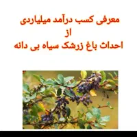نهال زرشک سیاه بی‌دانه مقاوم تیل سلیمی