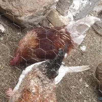 خروس تزیینی خیلی زیبا|پرنده|چادگان, |دیوار