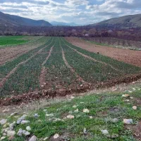 اجاره ۱ هکتار ونیم زمین کشاورزی لولهکشی باآب چشمه|اجارهٔ دفتر صنعتی، کشاورزی، تجاری|دینور, |دیوار