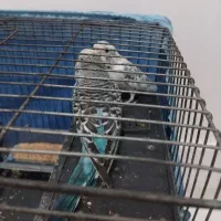 مرغ عشق