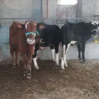 فروش انواع گوساله با نژاد بالا|حیوانات مزرعه|ری, شهرک نظامی|دیوار