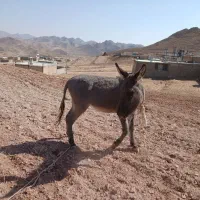 خر فروشی|حیوانات مزرعه|نیمبلوک, |دیوار