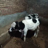 دوتاگوساله سیمنتال اصل