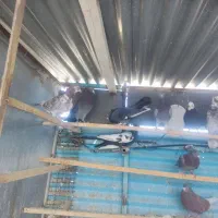 کبوتر تهرانی و پلاکی