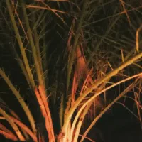 خرمای تازه گنطار