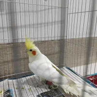 عروس هلندی نر لوتینو