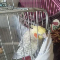 فروش چند پرنده توافقی عروس هلندی یه جفت مرغ عشق|پرنده|خبر, |دیوار