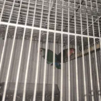 جفت طوطی برزیلی نروماده