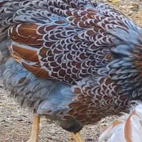 تخم نطفه دار اورپینگتون|حیوانات مزرعه|تهران, امام زاده عبدالله|دیوار