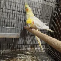 پرنده|پرنده|جم, |دیوار