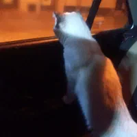 نژاد هیمالین|گربه|شاهرود, |دیوار