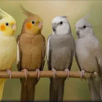 عروس هلندی مولد