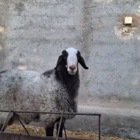 قوچ شال