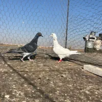 هفت رنگ خطی