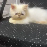 گربه پرشین فلت|گربه|تهران, جوادیه|دیوار