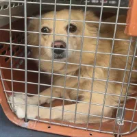 معاوضه با طوطی  سگ آپارتمانی آرام