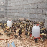 جوجه اردک محلی|حیوانات مزرعه|رشت, حومه رشت|دیوار