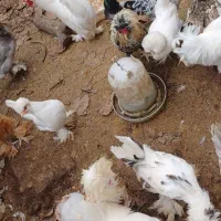 مرغ و خروس سلطان|حیوانات مزرعه|رودبنه, |دیوار