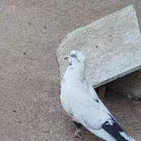 کبوتر گمشده|حیوانات|ماکو, |دیوار