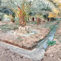 تمیز کاری نخیلات