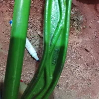 آچار شلاقی آلمانی اصلی قدیمی|کلکسیون اشیاء عتیقه|رباطکریم, رباطکریم|دیوار