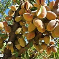 پیش فروش نهال بادام شکوفه|خدمات باغبانی و درختکاری|جوادآباد, |دیوار