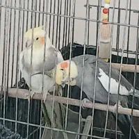 جفت عروس هلندی مولد معاوضه با جوجه قناری
