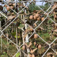 نهال کیوی پایه قوی اصلاح شده خونی سبز طلایی|خدمات باغبانی و درختکاری|آستارا, |دیوار