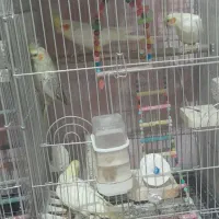 پرنده عروس و برزیلی|پرنده|لالجین, |دیوار