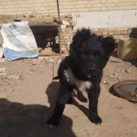 قدرجونی|سگ|زارچ, |دیوار