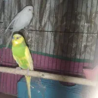 ۲ تا مرغ عشق نروماده|پرنده|محمدشهر, محمدشهر|دیوار