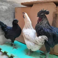 مرغ و خروس سمانی مرغ ویاندونت
