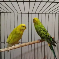 مرغ عشق|پرنده|الوند, |دیوار