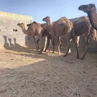 هاشی شتر|حیوانات مزرعه|یزد, |دیوار