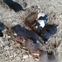 سگ پاه کوتاه|سگ|لاهیجان, بازکیاگوراب|دیوار