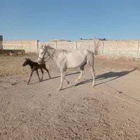 اسب مادیون ارام